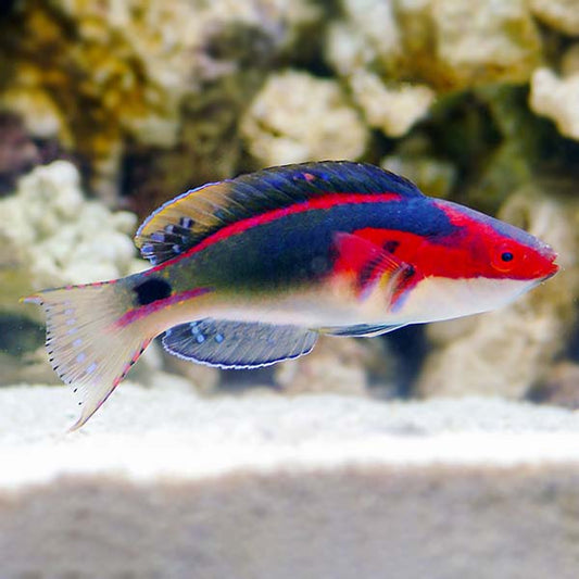 Wrasse exquisite