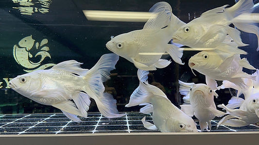 Short body longfin platinum koi