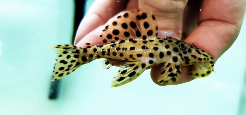 Fancy L pleco