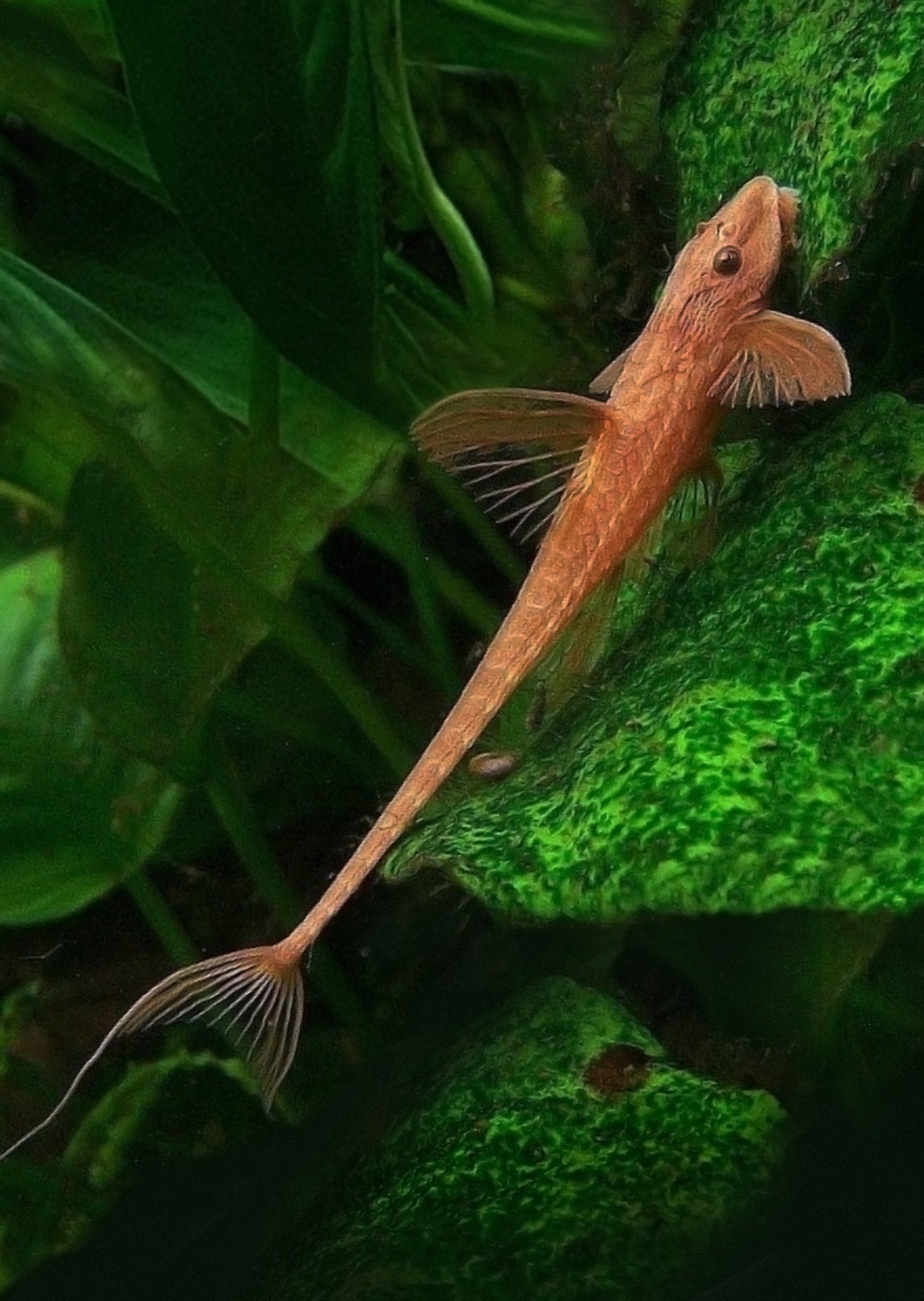 African whiptail