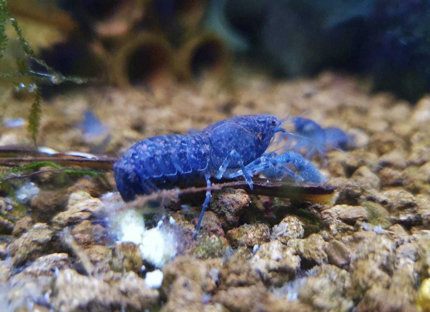 Mexican dwarf crayfish
