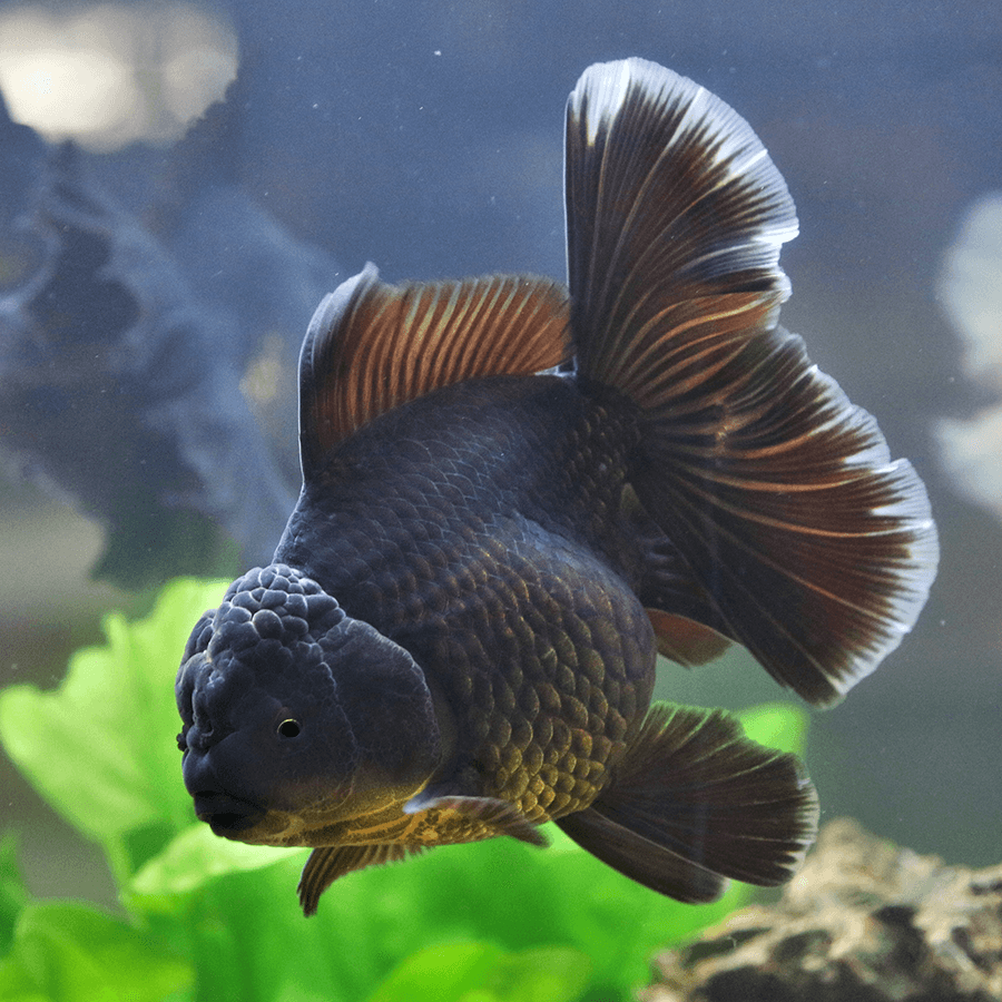 Black lionhead