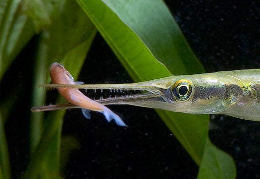 Giant gar