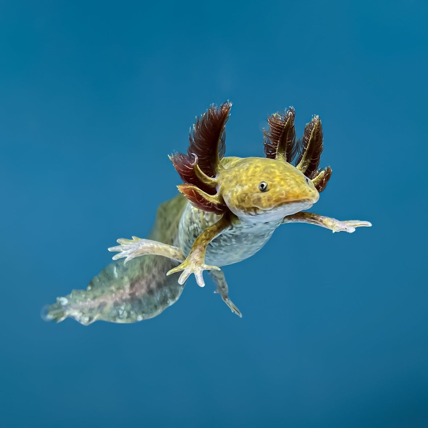 Axolotl