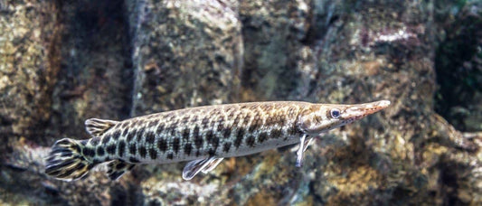 Spotted gar