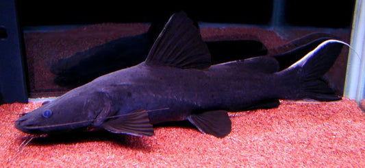 Crystal catfish