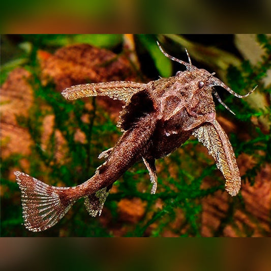 Dwarf anchor catfish