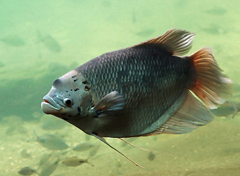 Giant gourami