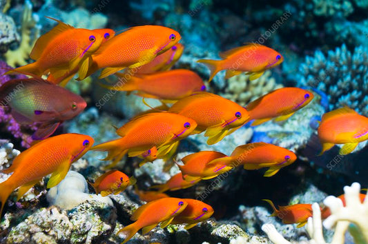Anthias lyretail