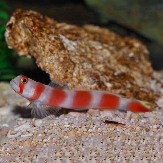 Goby Sunburst