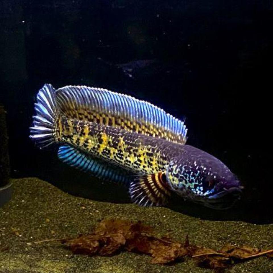 Golden cobra snakehead – RSB AQUATICS