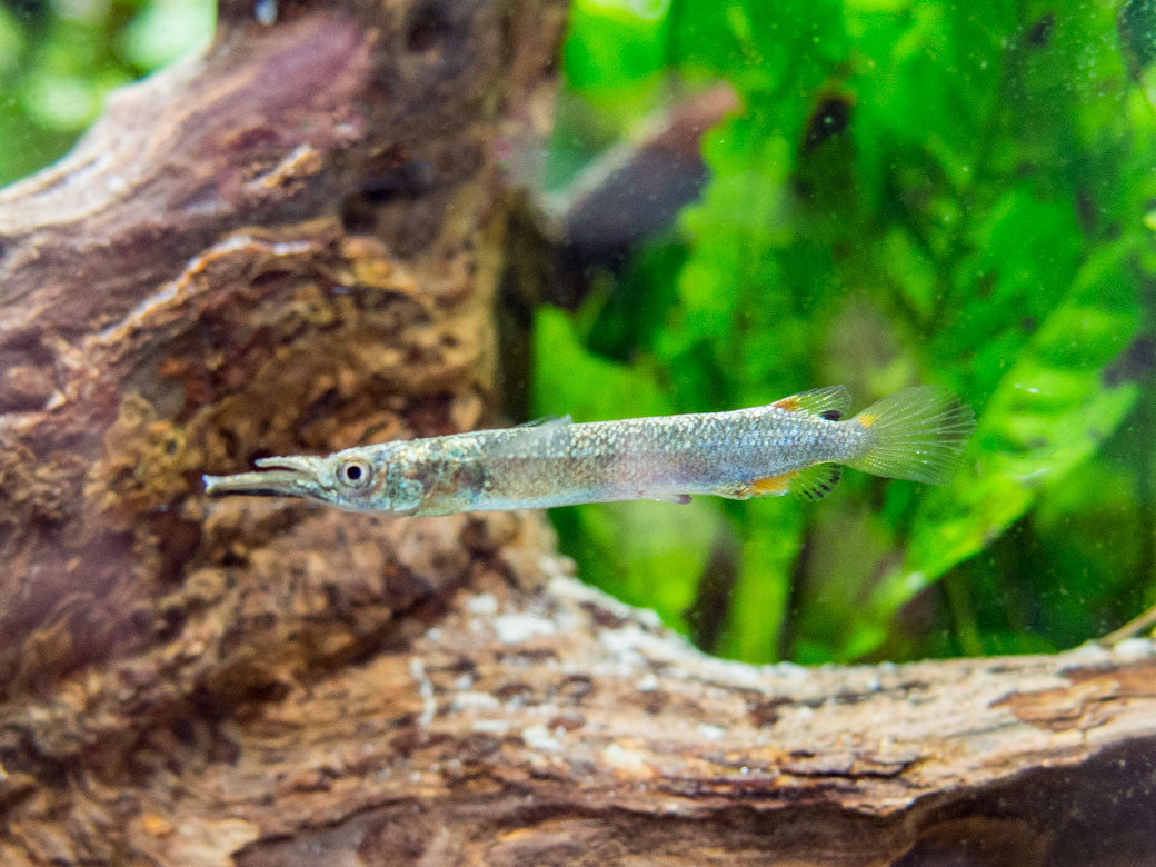 halfbeak Gar assorted