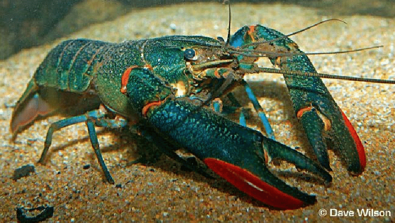 Red claw lobstera