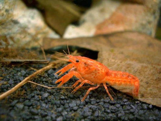Mexican dwarf crayfish