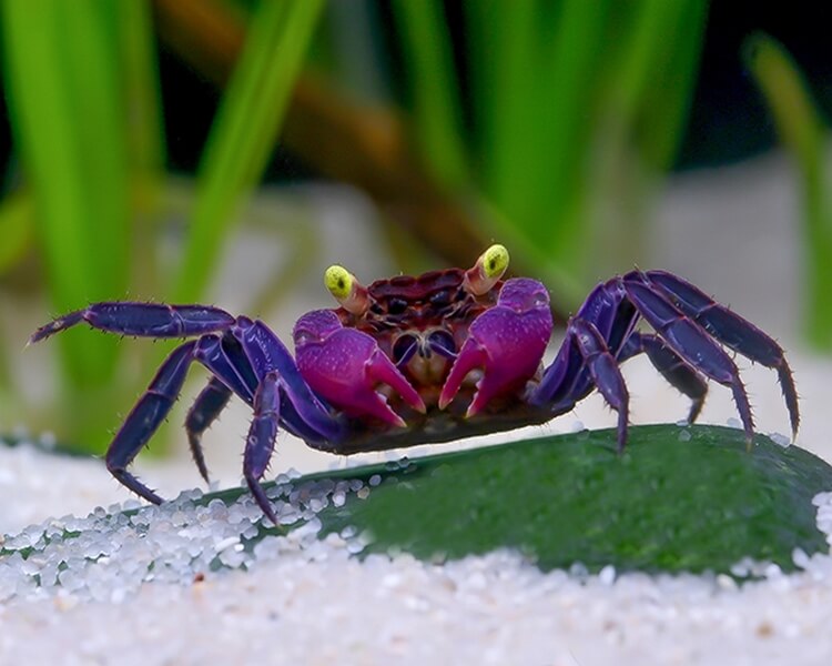 Vampire crabs