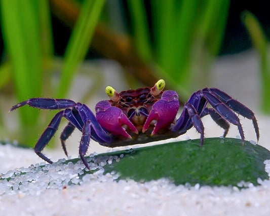 Vampire crabs