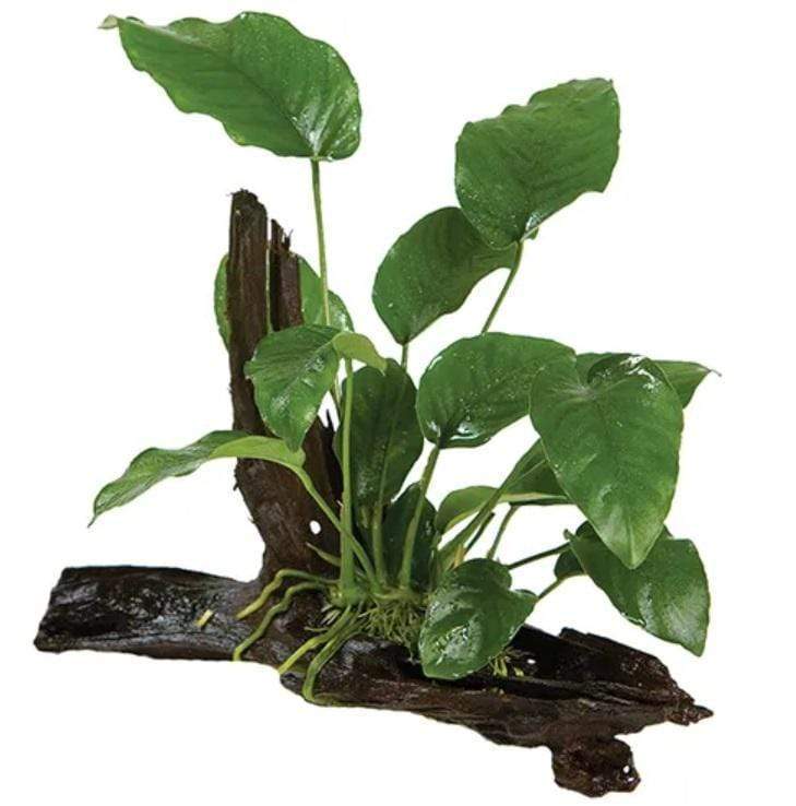 Driftwood with attached plants