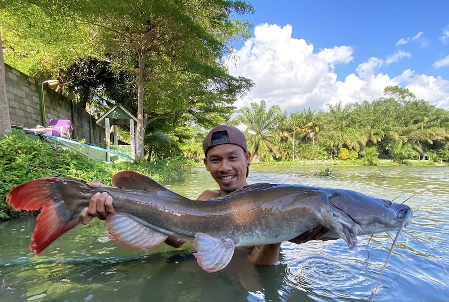 Asain redtail catfish