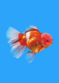 Goldfish – RSB AQUATICS