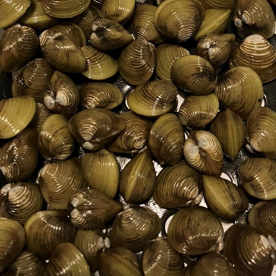 Clams freshwater assorted