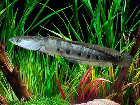 Bulleye snakehead