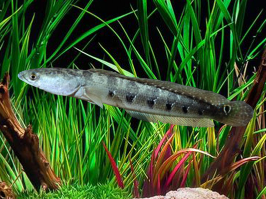 Snakehead bulleye