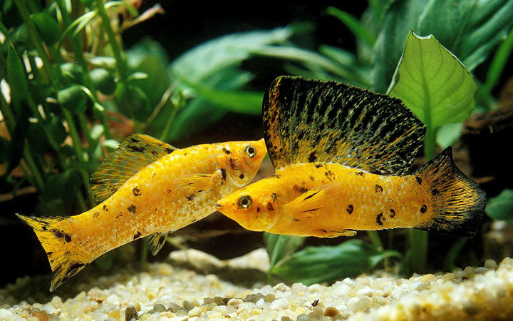 Sailfin Molly (Jumbo)