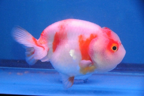 Ranchu Calico Goldfish