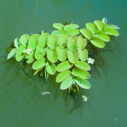 Slavinia floating plant