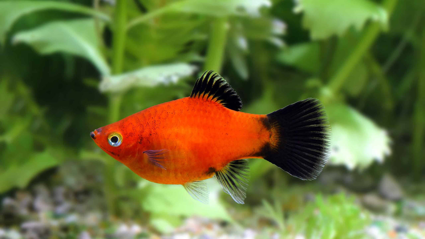 Platy Assorted Mix