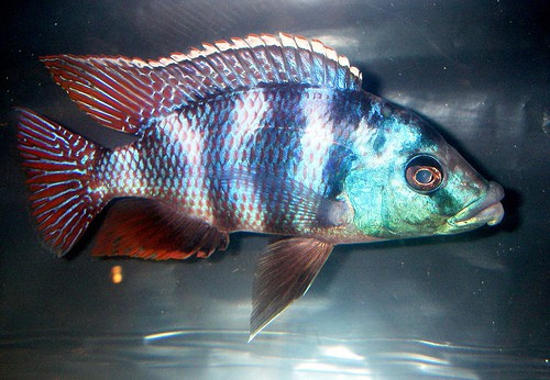 Milomo Cichlid