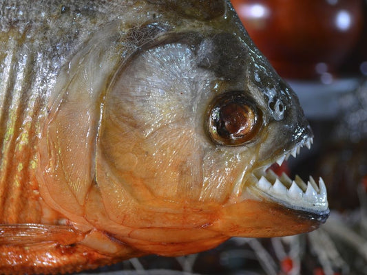 Piranha