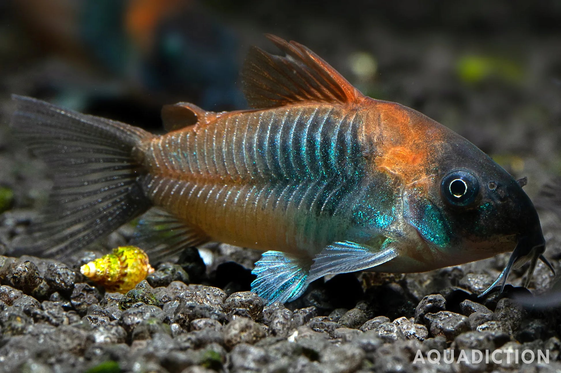 Corydoras Fish – RSB AQUATICS
