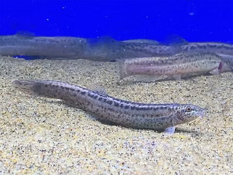 Weather Loach