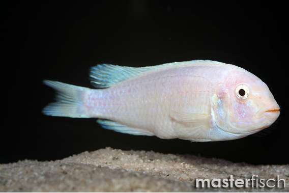 Large white Mbuna Malawi assorted