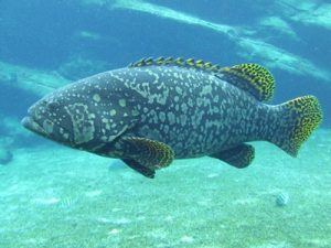 Brindel grouper