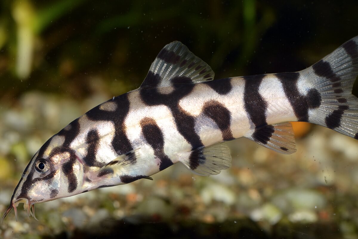 Pakistani Loach